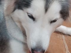 -李小姐の猫咖啡馆(五角场店)