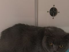 -车接车送·寄养洗护·德文猫舍(大宁店)