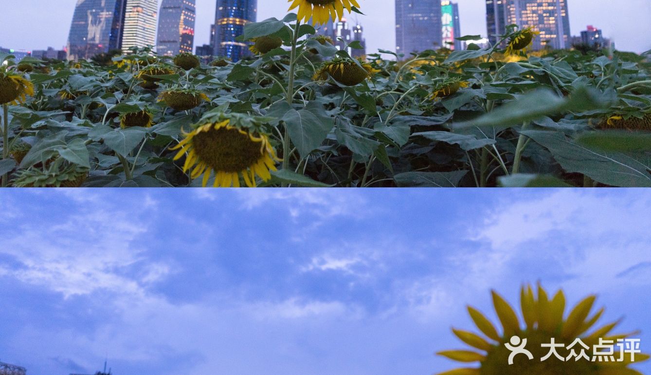 🌻金黄色向日葵花海 广州塔下的浪漫