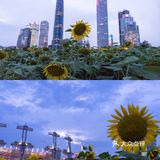 🌻金黄色向日葵花海 广州塔下的浪漫