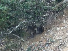 -岚山猴子公园