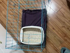 -柚子猫舍·精品猫舍购猫·猫咪认养·购宠·宠物店