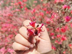 -木兰云雾山