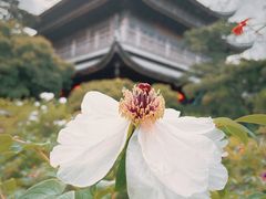 -龙华寺