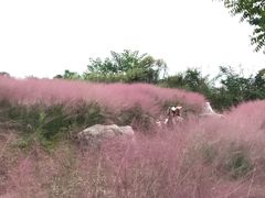 -白鹭湾湿地公园