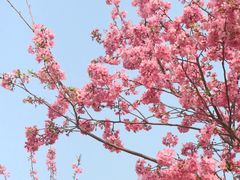 -天适樱花悠乐园