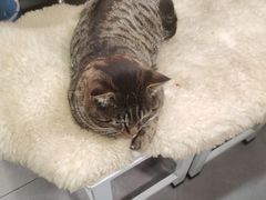 -孙记大碗皮肚面(后宰门店)