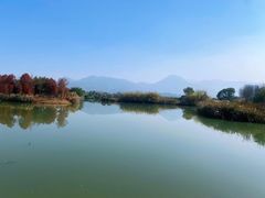 -三垟湿地