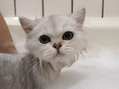 -猫大福·Fortune Cat猫舍(百子湾店)