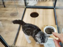 -袖虎·猫馆(体育西路店)
