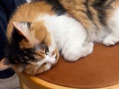 -玫瑰咖啡(中山六路店)