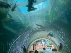 -新加坡水上探险乐园