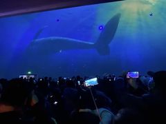 -烟台海昌鲸鲨海洋公园