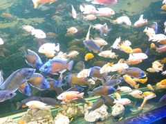 -沙沙哗啦海洋馆(华宇百花谷店)