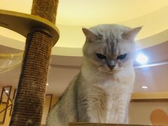 -滚猫咖啡·猫咖·猫友好撸猫(未来城店)
