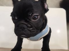 -和它·交个朋友·狗咖猫咖(爱琴海店)
