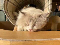 -瞄一喵猫咖(格力海岸店)