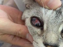 -北京观赏动物医院·24小时大型综合·猫专科·异宠专科