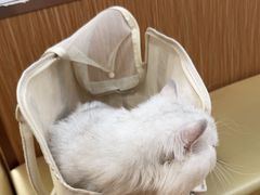 -瑞派中心宠物医院·CT·核磁·神经专科