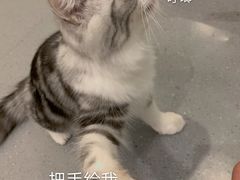 -飞行喵MR PILOT|猫舍·猫咖(静安大融城店)