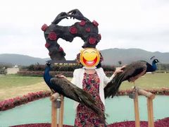 -亚龙湾国际玫瑰谷