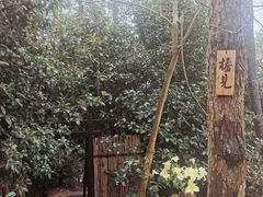 -南山植物园