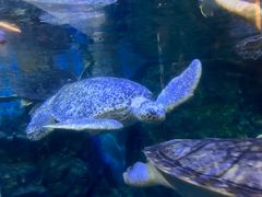 -烟台海昌鲸鲨海洋公园