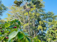 -中国科学院西双版纳热带植物园