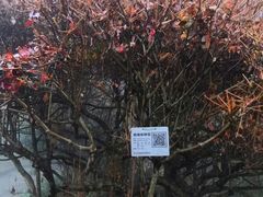 -庐山风景区花径公园