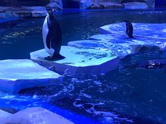 -上海海昌海洋公园