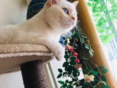 -藏猫猫咖啡主题馆(中央大道店)