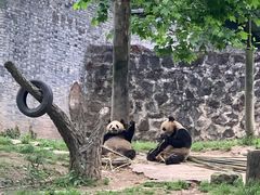 -都江堰中华大熊猫苑