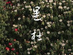 -贵州百里杜鹃风景名胜区