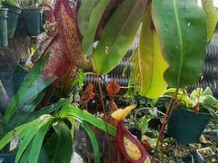 -国家植物园南园