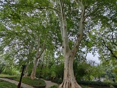 -习家池