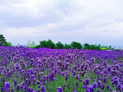 -富田农场