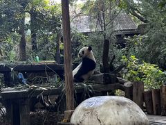 -广州长隆国际大马戏