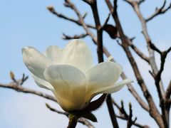 -东莞植物园
