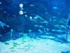 -烟台海昌鲸鲨海洋公园