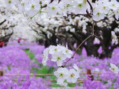 -江苏三台山国家森林公园