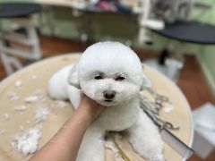 -鑫艺宠物美容培训学校