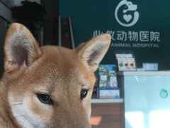 -心仪动物医院·牙专科·肿瘤·心脏科(西客站院)