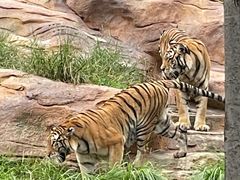 -北京野生动物园