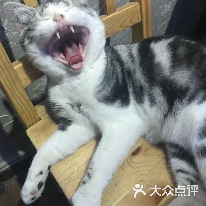 鼓捣猫呢咖啡馆儿·猫主题咖啡