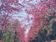 -洛龙公园