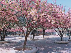 -石家庄市植物园