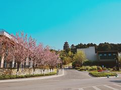 -铁山坪森林公园