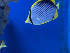 -海合安武汉极地海洋公园