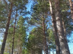 -北极村旅游风景区