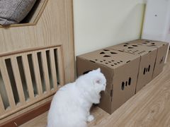 -猫和宫(六道口店)